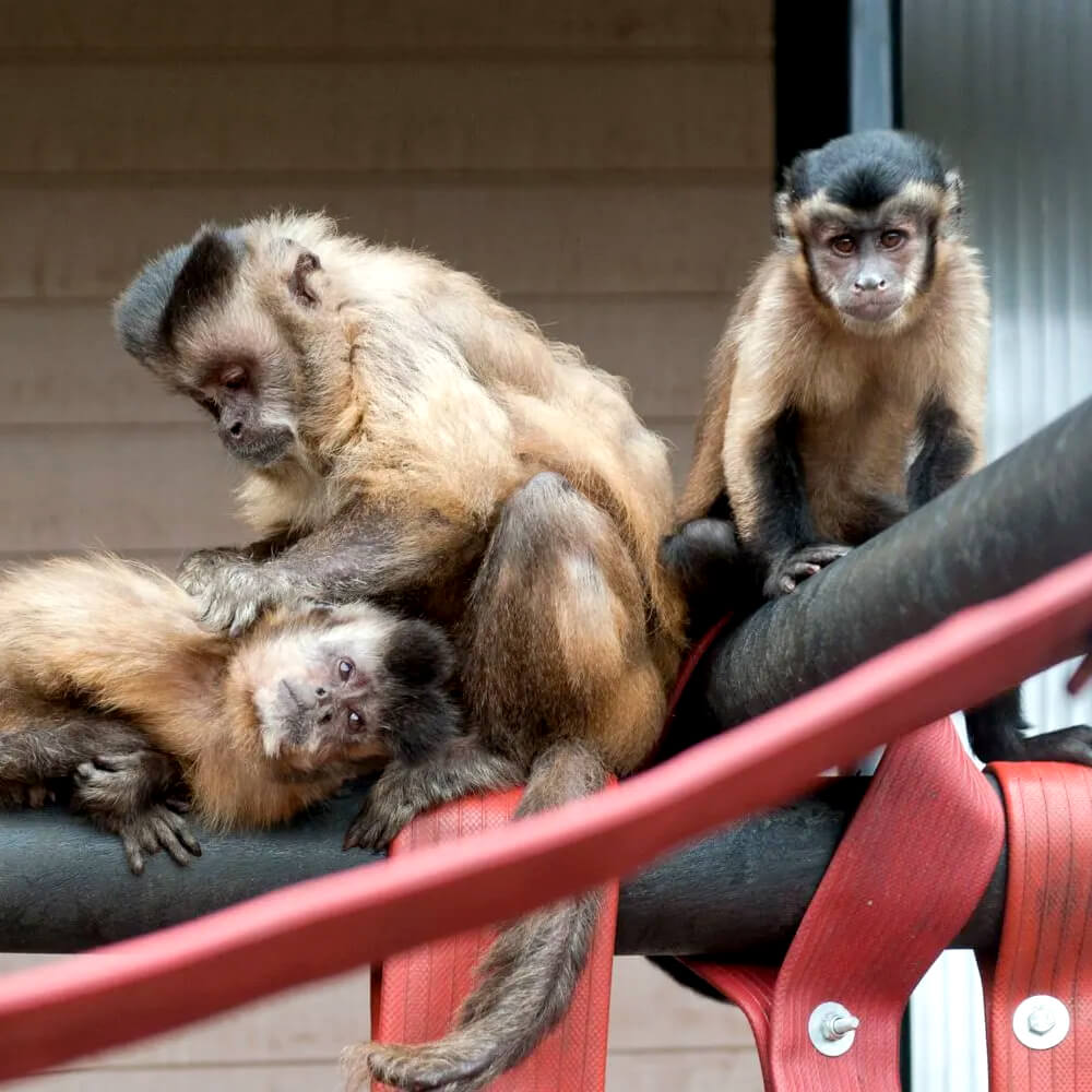 Wijk voor Wijk is apetrots!